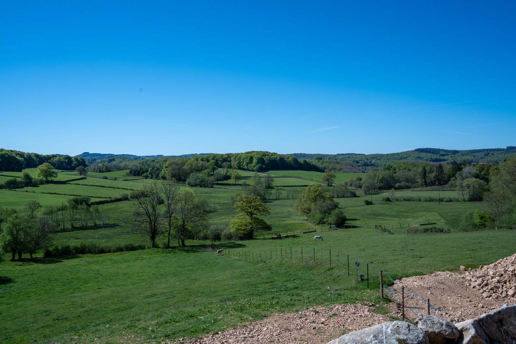 Chevaux au pré